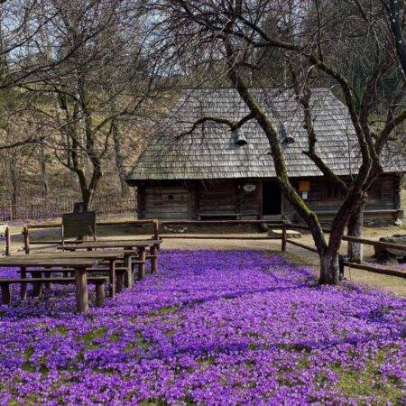 Цвітіння крокусів в етнографічному музеї-скансені «Старе село» в Колочаві, Закарпаття.
